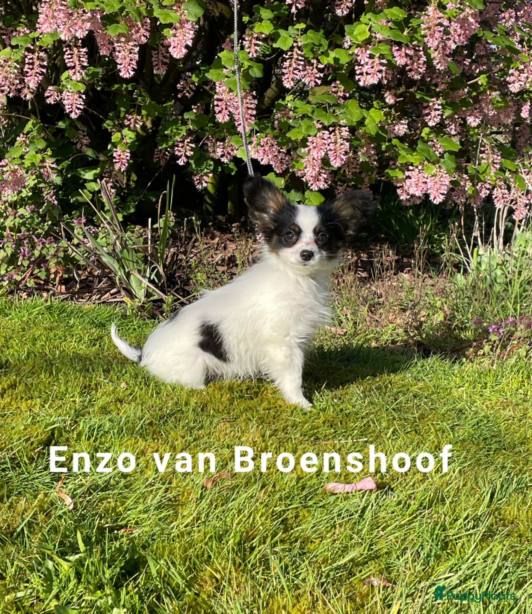 Vlinderhondje honden Prachtig Vlinderhondje met stamboom - Advertentie 2