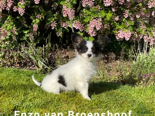 Vlinderhondje honden Prachtig Vlinderhondje met stamboom - Advertentie 2