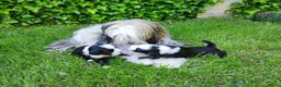 Tibetaanse Terriër honden te koop: Lieve Tibetaanse Terriër pups met stamboom  - Advertentie 7