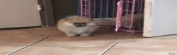 Pomeriaan honden te koop: Pomeranian pup teefje - Advertentie 4