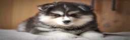 Pomsky honden te koop: Schitterende Pomsky pups  - Advertentie 1