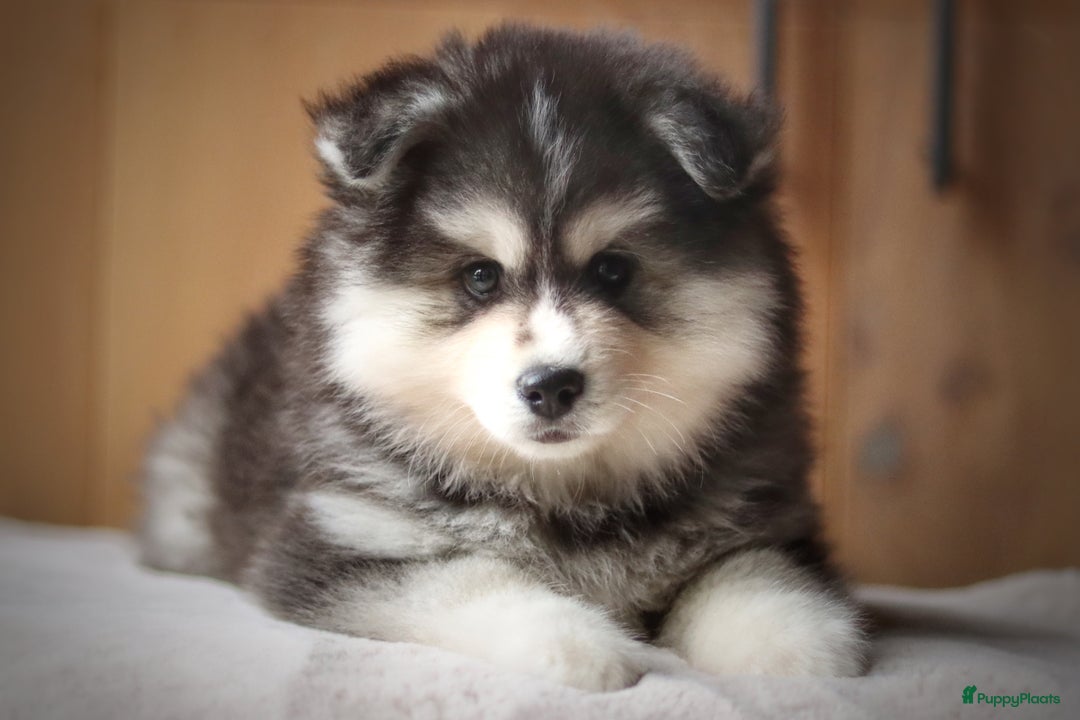 Pomsky honden te koop: Schitterende Pomsky pups  - Advertentie 1