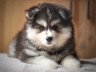 Pomsky honden Schitterende Pomsky pups - Advertentie 1