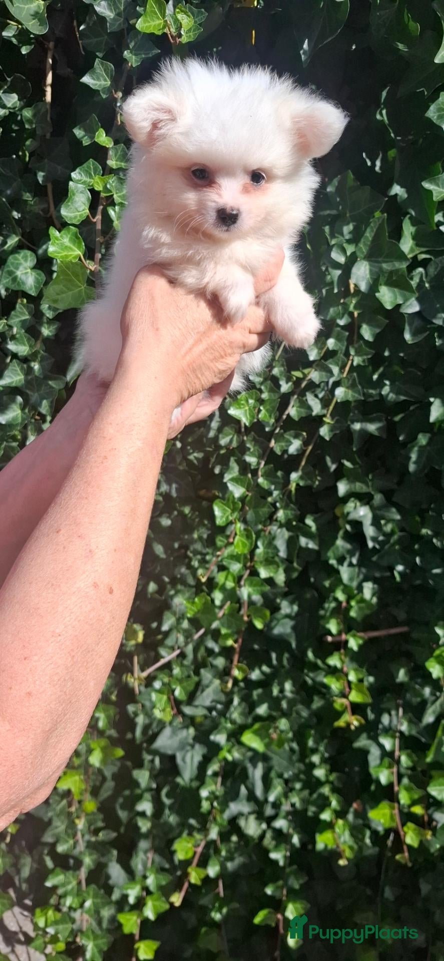 Pomchi honden Pom/chi pups 3 reutjes 1 teefje  - Advertentie 1