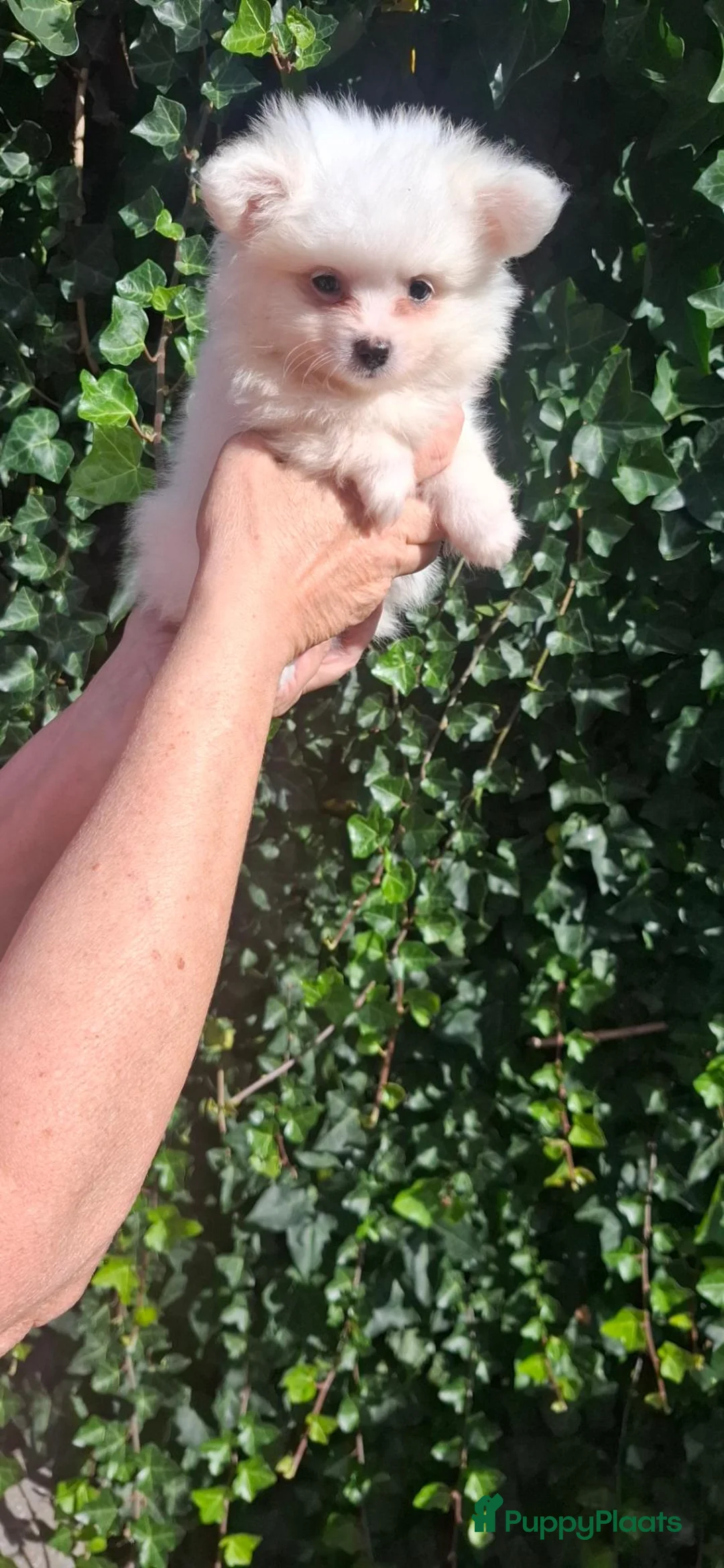 Pomchi honden te koop: Pom/chi pups 3 reutjes 1 teefje  - Advertentie 1
