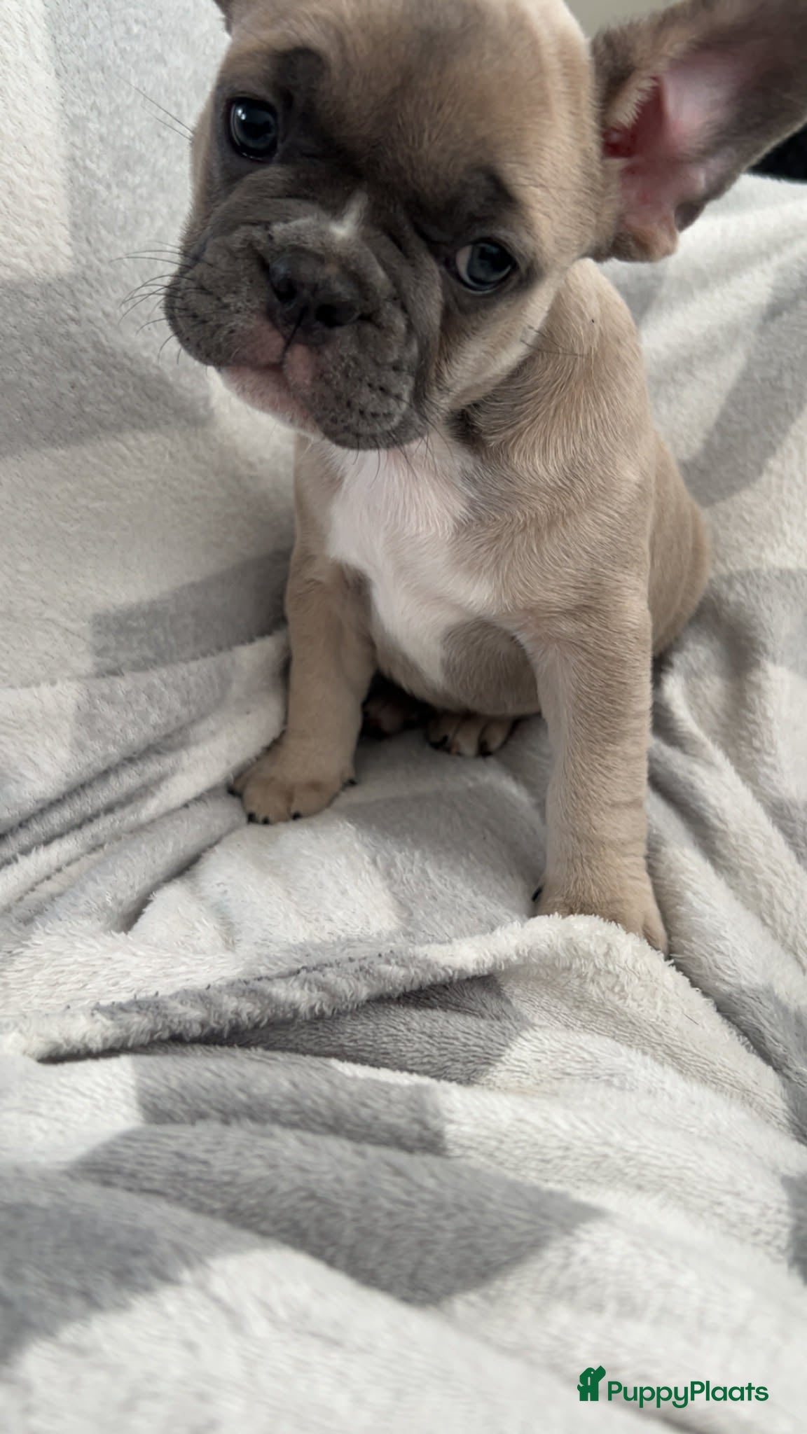 Franse Bulldog honden  3 lieve teefjes zoeken een warm thuis 🐾 - Advertentie 2