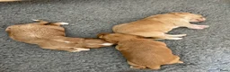 Kruising honden te koop: Prachtige Tolling Retriever Labradoodle pups - Advertentie 5