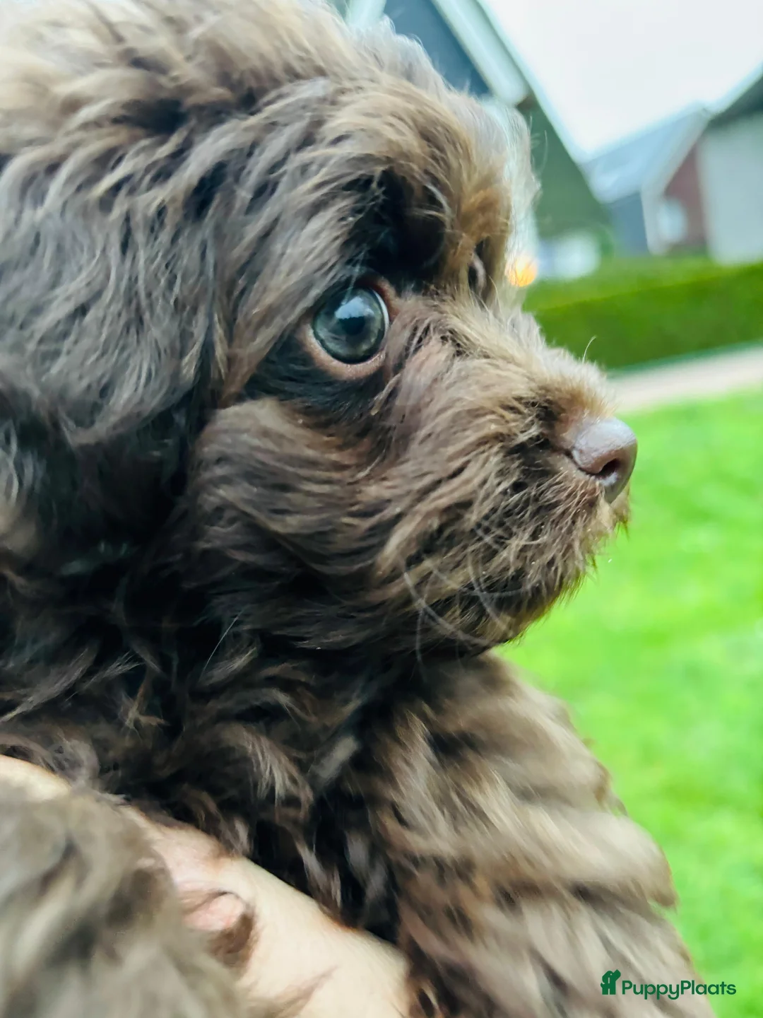 Kruising honden te koop: Schitterende Chi-Poo pups (bruine teddybeertjes).  - Advertentie 3