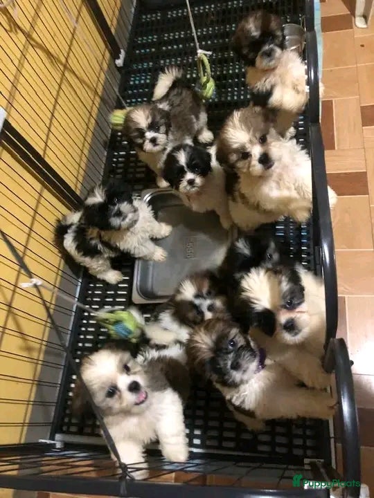 Shih Tzu honden schattige Shih Tzu-puppy's 🐶   - Advertentie 1
