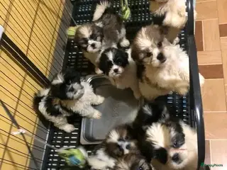 Shih Tzu honden schattige Shih Tzu-puppy's 🐶 - Advertentie 1