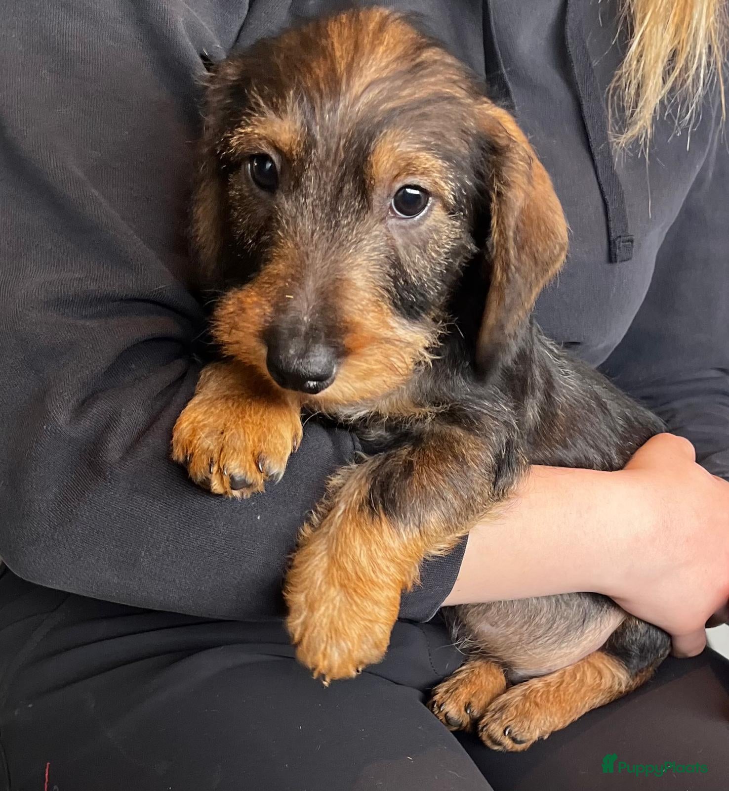 Teckel (langhaar) honden Ruwharige mini teckels ( Antwerpen) - Advertentie 1