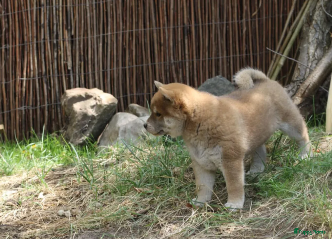 Shiba honden te koop: Shiba teefje met stamboom - Afbeelding 25