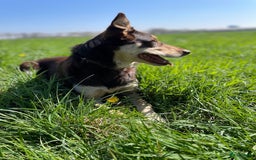 Australian Shepherd honden te koop: Australian Shepherd x Kelpie Pups in Maashees - Afbeelding 10