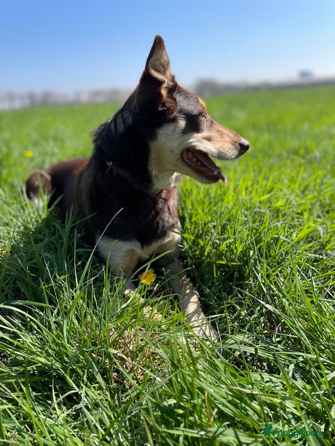Australian Shepherd honden te koop: Australian Shepherd x Kelpie Pups in Maashees - Afbeelding 10