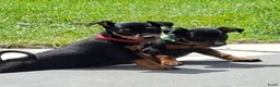 Dwergpinscher honden te koop: Prachtige Dwerg Pincher pups aangeboden  - Advertentie 10