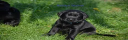 Goldador honden te koop: Lieve Goldador pups mogen naar hun nieuwe huisje - Advertentie 3