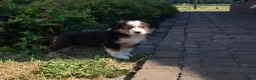 Kruising honden te koop: Shepherd puppy's  - Advertentie 6