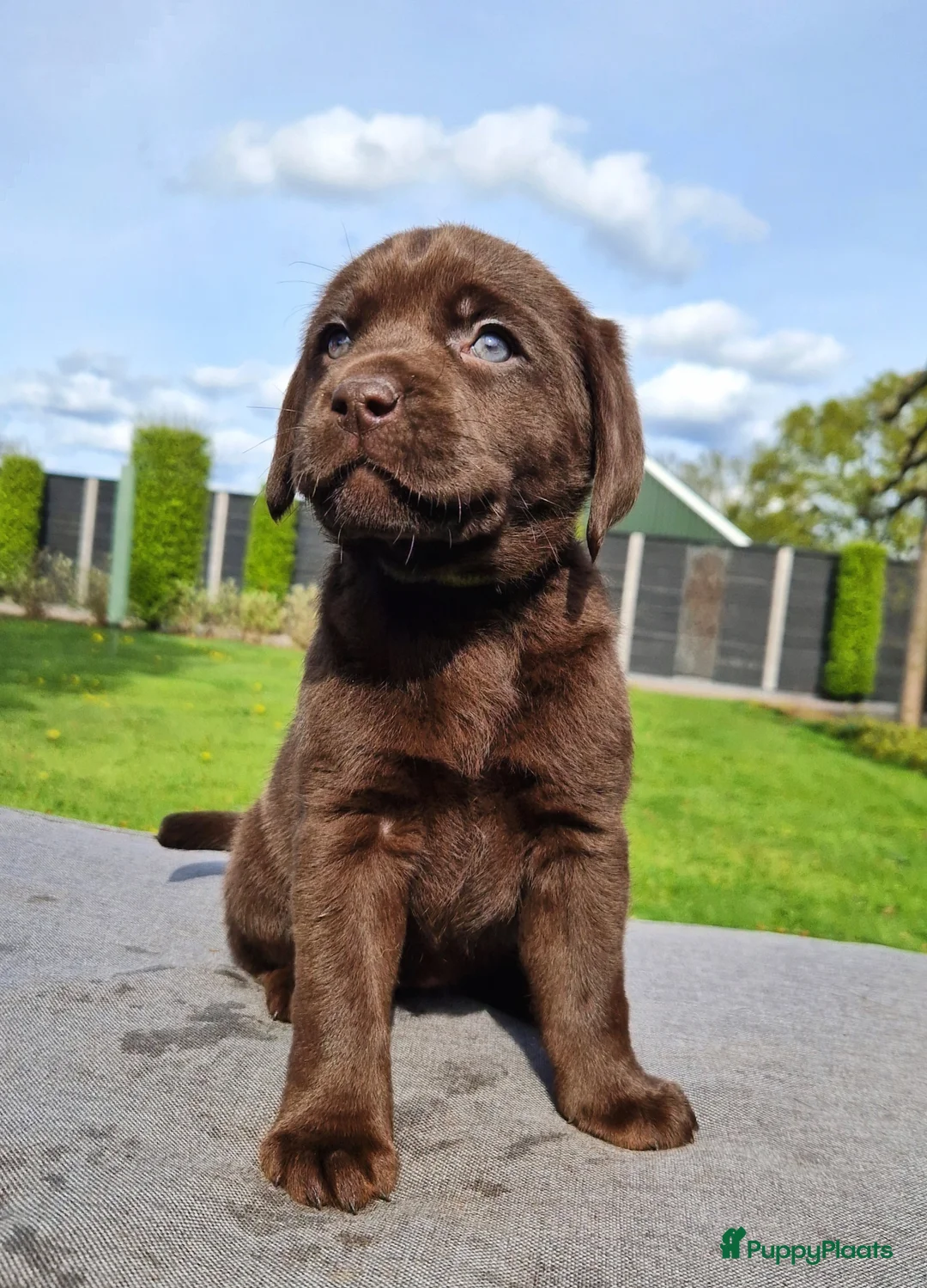 Labrador Retriever honden te koop: Lief Labrador teefje met stamboom  - Advertentie 1