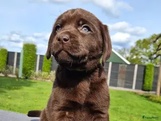 Labrador Retriever honden Lief Labrador teefje met stamboom - Advertentie 2