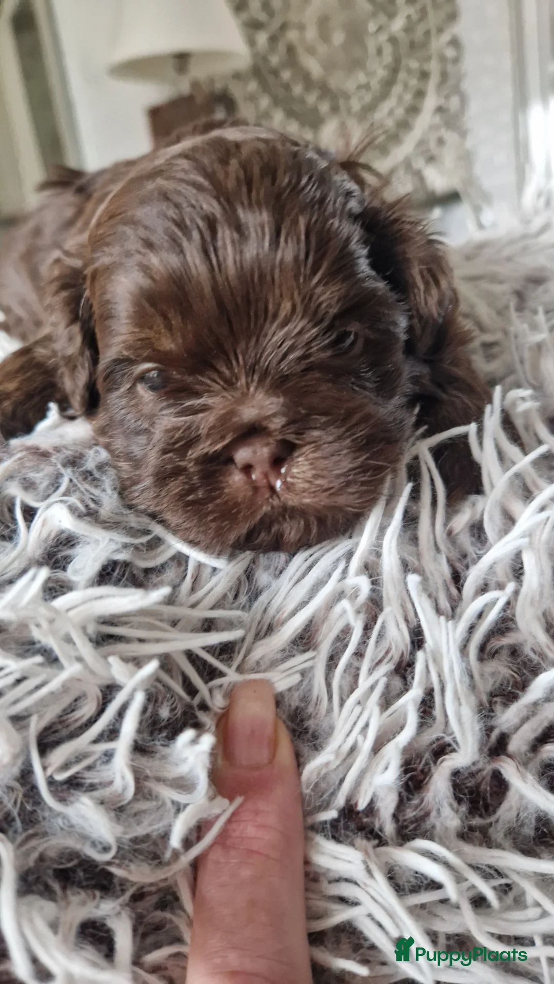 Shih Tzu honden te koop: Mooie shih tzu pups - Advertentie 13