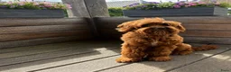 Australian Labradoodle honden te koop: Australian Labradoodle pups van geteste ouders  - Advertentie 15