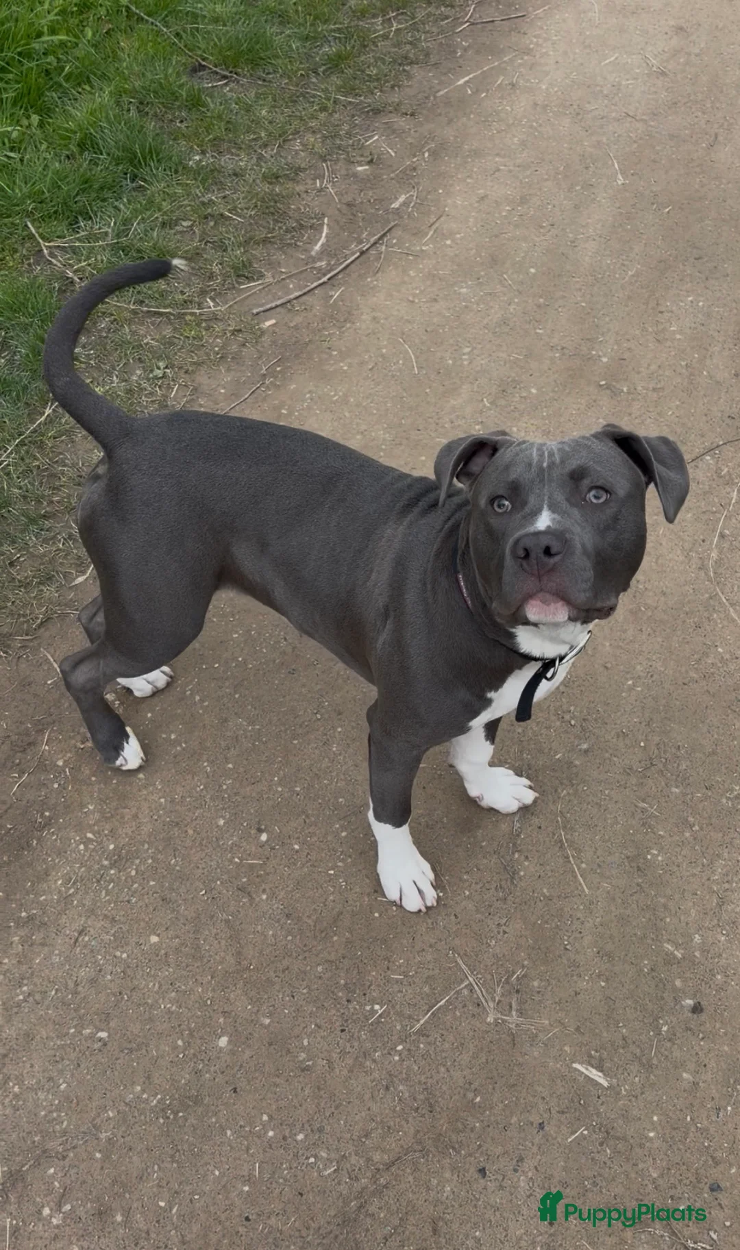 American Staffordshire Terriër honden te koop: American Staffordshire Terriër  in Delft - Advertentie 2