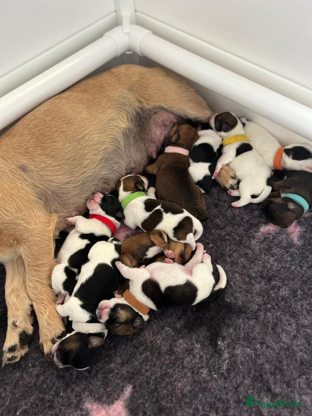 Kruising honden te koop: Prachtig nestje van 10 Pups ( Nog 4 beschikbaar ) - Advertentie 4