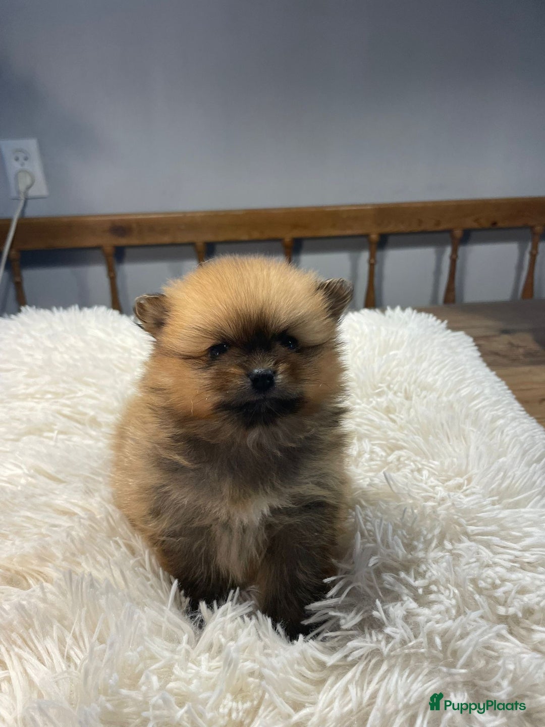 Pomeriaan honden te koop: 3 schattige Pomeriaan pups orange sable 5 wk - Advertentie 11