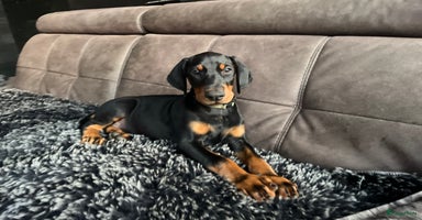 Dobermann honden - Advertentie 4