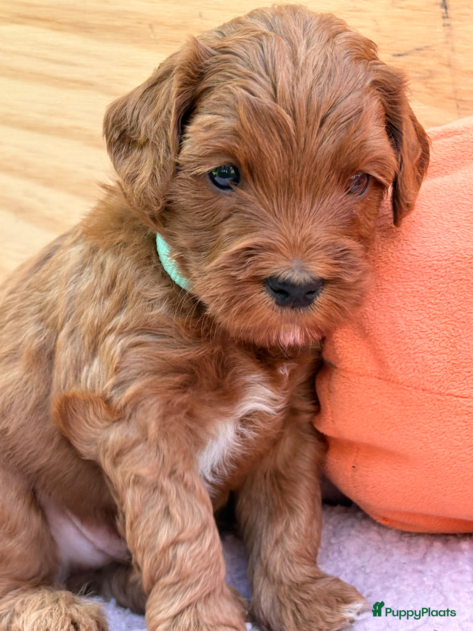 Australian Labradoodle honden  Australian Labradoodle (medium) pups - Advertentie 1