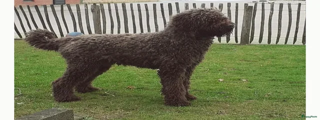 Bruno