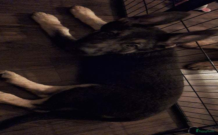 Duitse Herder honden - Advertentie 2