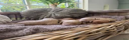 Labradoodle honden te koop: Mini Labradoodle  - Advertentie 13