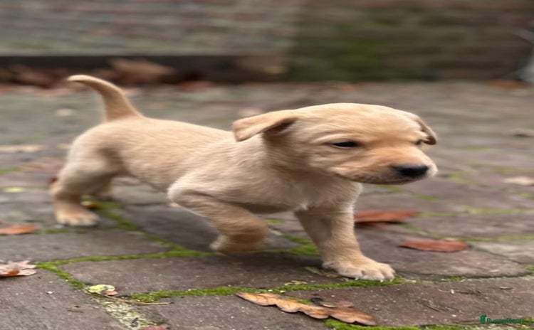 Labrador Retriever honden Nog één prachtige blonde reu zoekt een warm huis - Advertentie 7