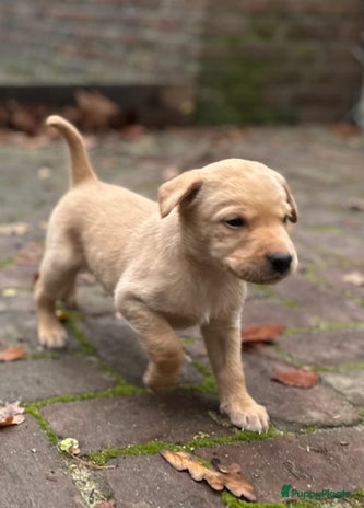 Labrador Retriever honden Nog één prachtige blonde reu zoekt een warm huis - Advertentie 2