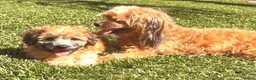 Maltipoo honden te koop: Maltipoo pup  - Advertentie 12