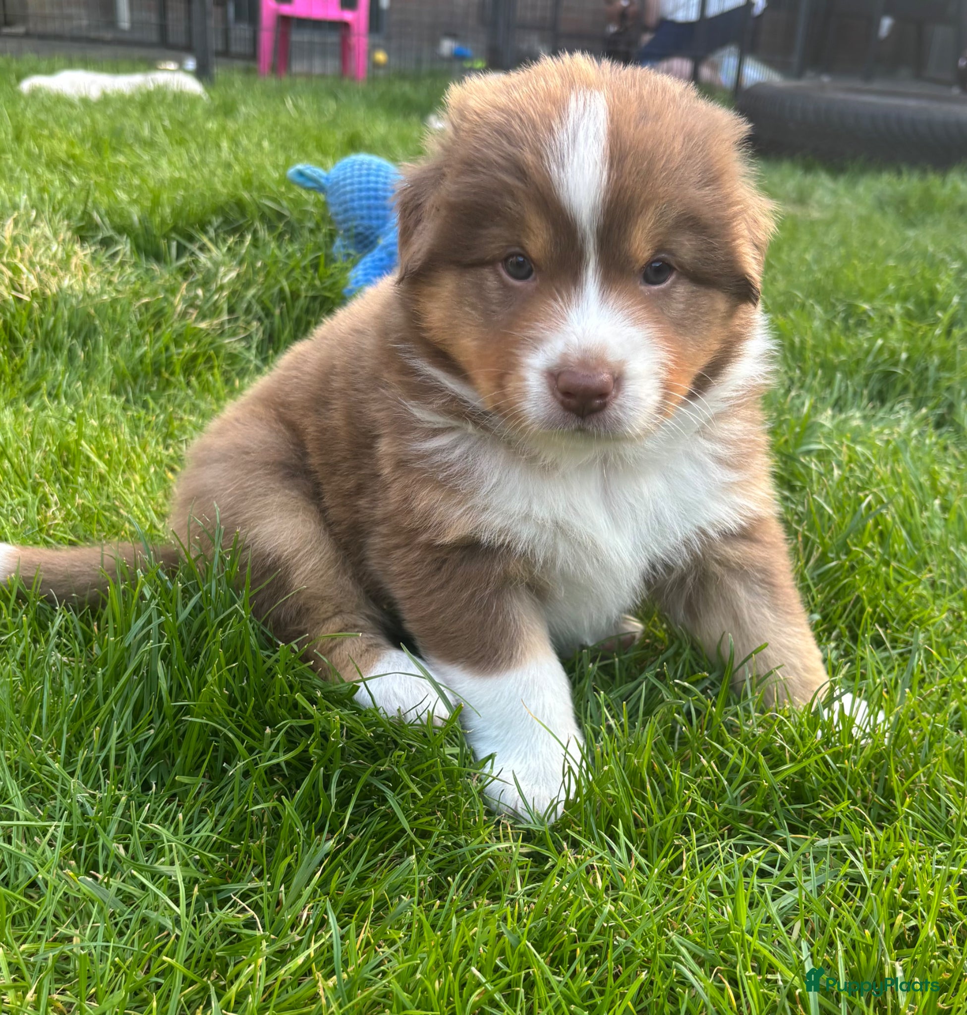 Australian Shepherd honden Australian Shepherd reu - Advertentie 1