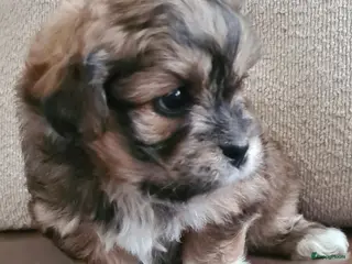 Kruising honden Prachtige lieve shipom pups - Advertentie 2