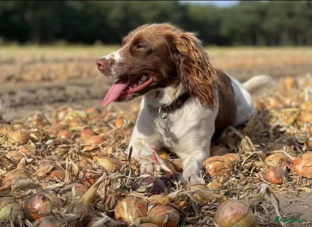 Engelse Springer Spaniel honden te koop: Engelse Springer Spaniël pups - Advertentie 16
