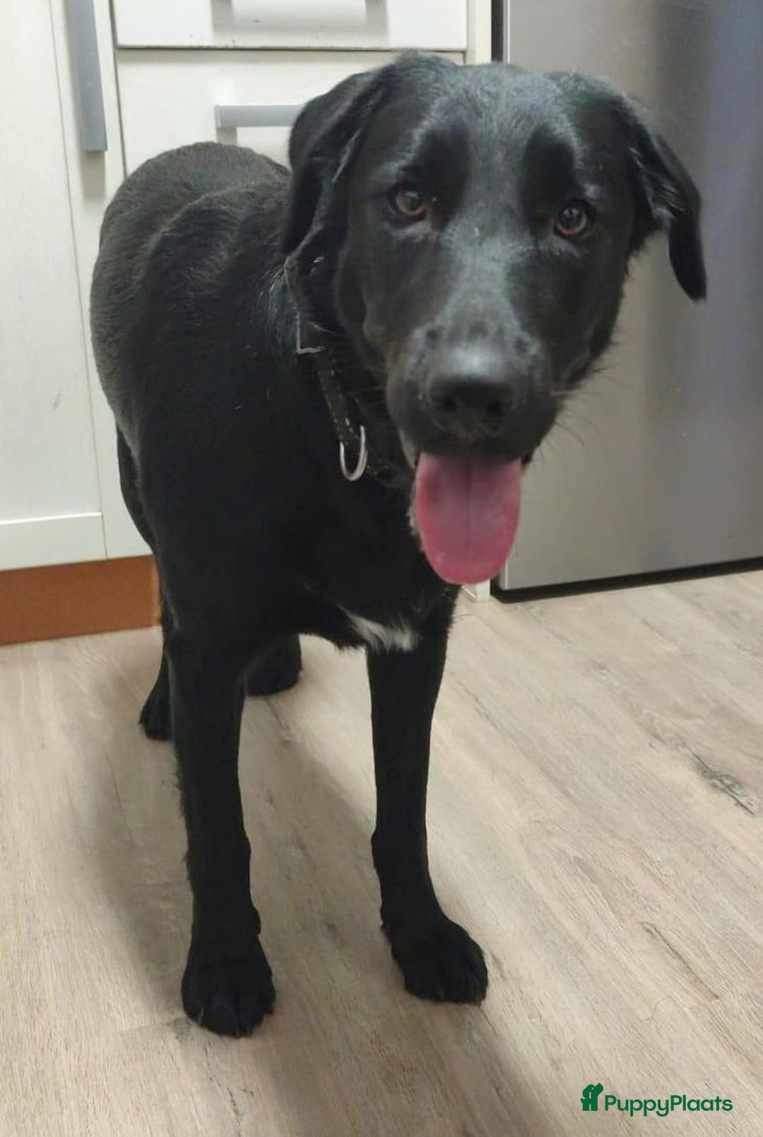 Labrador Retriever honden ter adoptie: lulu en maya twee labrador x  zoeken een en vriend - Afbeelding 14