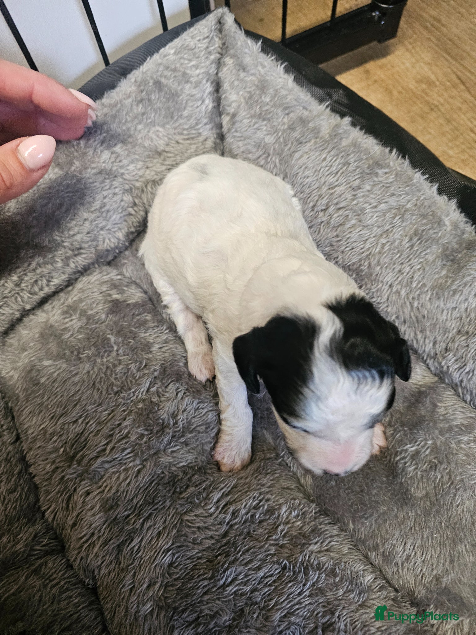 Poedel Toy honden te koop: Knappe toy poedel pups - Advertentie 9