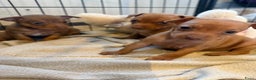 Dwergpinscher honden te koop: Dwergpinscher pups - Advertentie 6