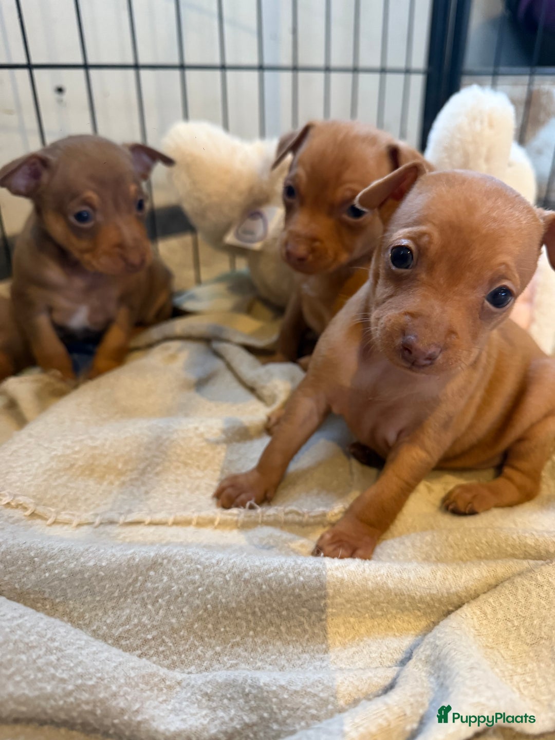 Dwergpinscher honden te koop: Dwergpinscher pups - Advertentie 6