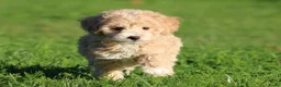Maltipoo honden te koop: Knappe Maltipoo pups. - Advertentie 22