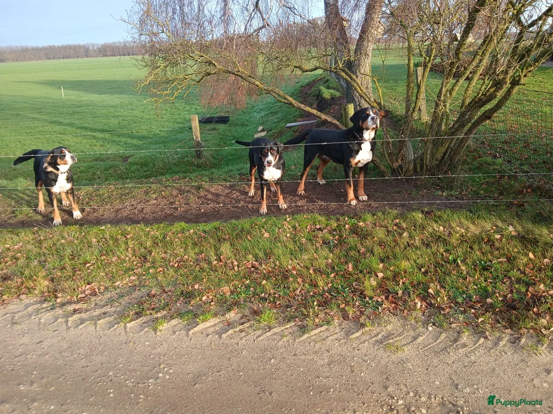 Grote Zwitserse Sennenhond honden te koop: Grote Zwitserse sennenpups  in Dalfsen - Advertentie 1