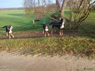 Grote Zwitserse Sennenhond honden Grote Zwitserse sennenpups - Advertentie 12