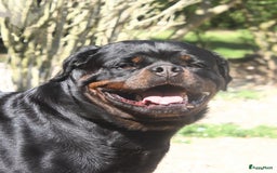 Rottweiler honden te koop: Prachtige super knappe puppy’s  in Haps - Afbeelding 2