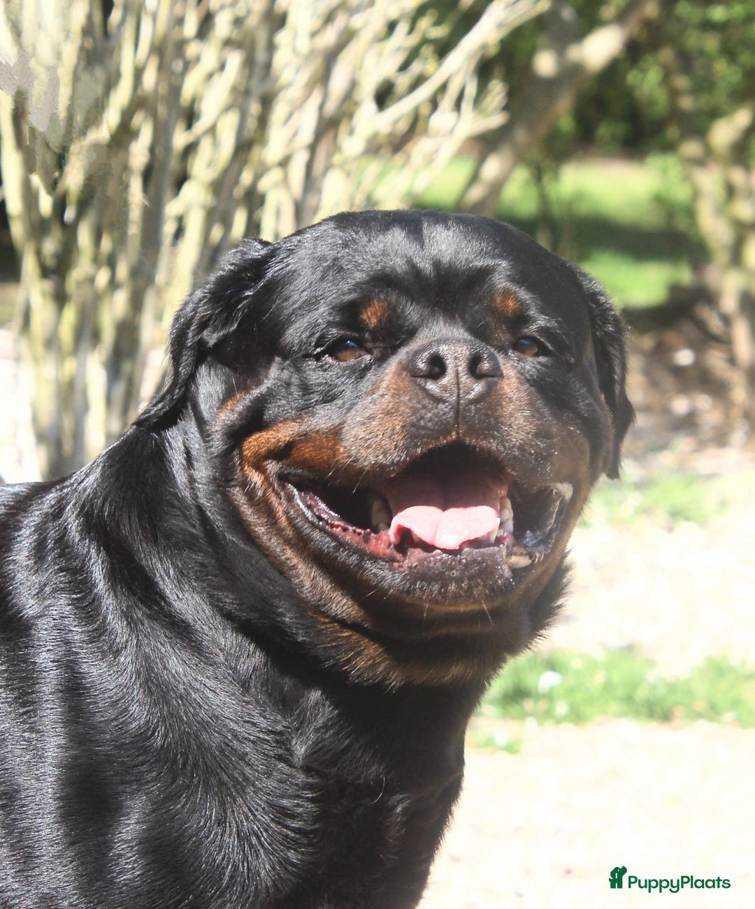 Rottweiler honden te koop: Prachtige super knappe puppy’s  in Haps - Afbeelding 2