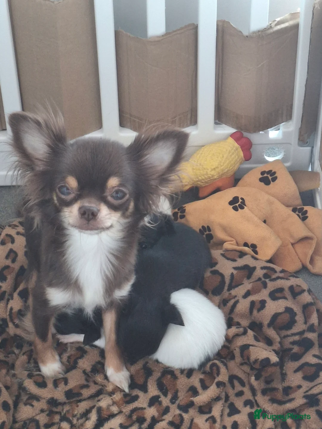Chihuahua honden te koop: Puppy's  in Leeuwarden - Advertentie 10