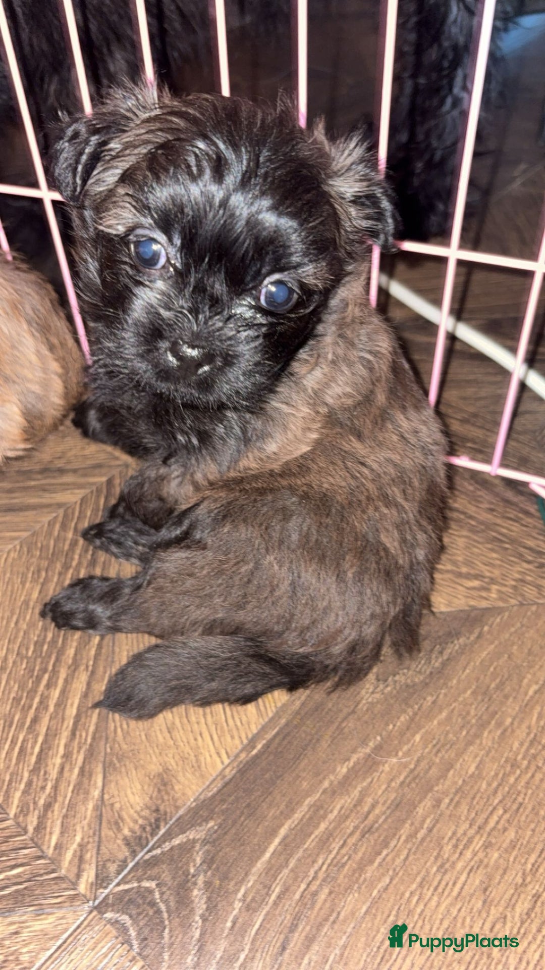 Kruising honden te koop: Lieve pups zoeken een liefdevol thuis - Advertentie 3